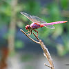 Crimson-Pink Dragonfly