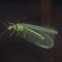 Common Lacewing