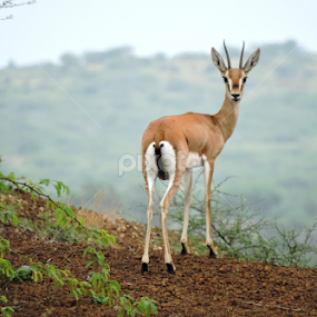 Deer by Bharat Darji - Animals Other Mammals