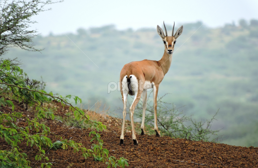 Deer by Bharat Darji - Animals Other Mammals
