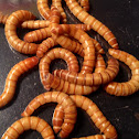 Giant mealworms