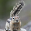 Golden-mantled Ground Squirrel