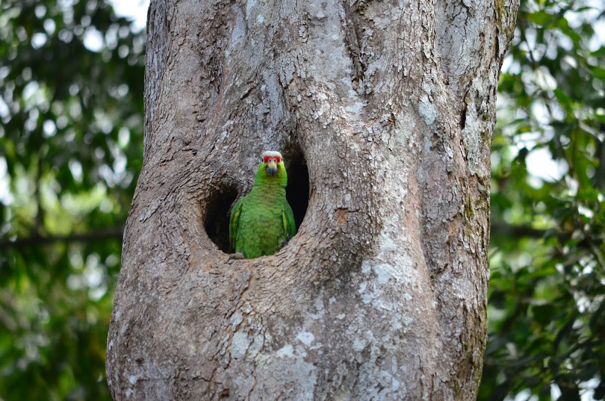 Red-lored Parrot on the nest