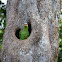 Red-lored Parrot on the nest