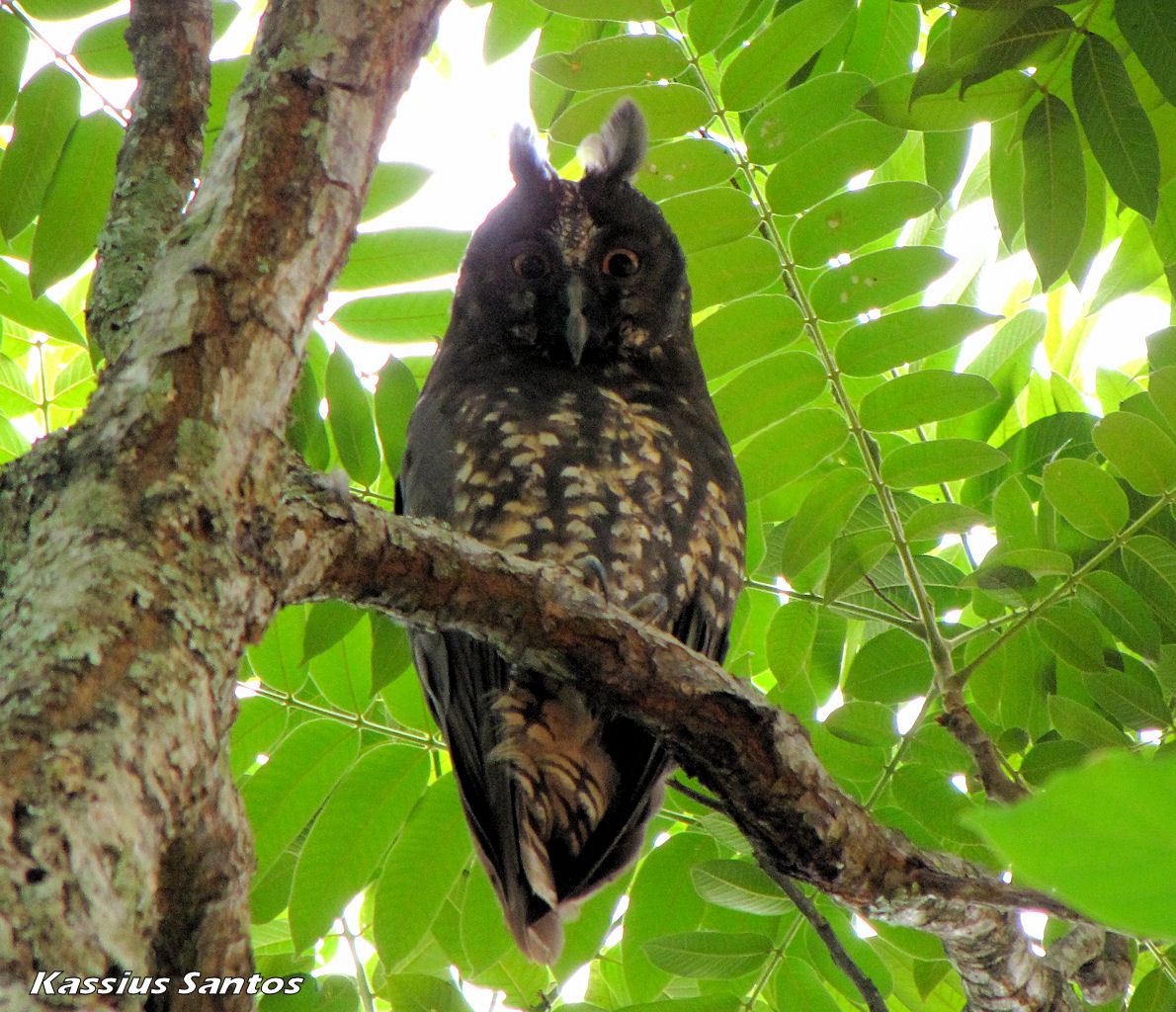 Stygian Owl