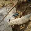 False Bilster Beetle