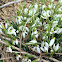 Snowdrop