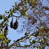 Indian flying fox