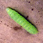 borer moth caterpillar
