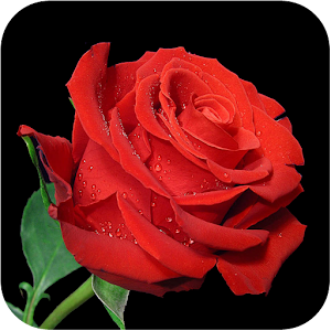 Rose Wallpaper 1.0
