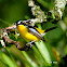 Yellow rumped Flycatcher - Male