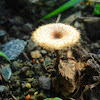 Watercup Mushroom