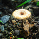 Watercup Mushroom