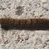 Fox moth (caterpillar)