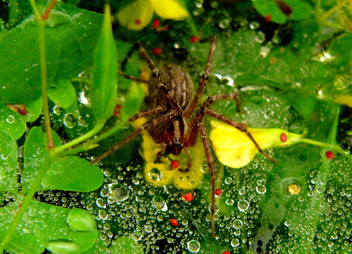 Pennsylvania Grass Spider