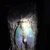 Green winged Cicada