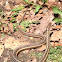 Garter snake