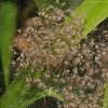 Six-spotted fishing spider (hatchlings)