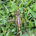 Eastern lubber grasshopper (male)