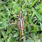 Eastern lubber grasshopper (male)