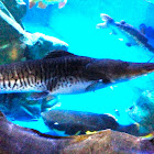 Tiger Shovelnose Catfish