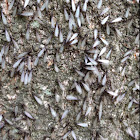 Subterranean Termite Alates