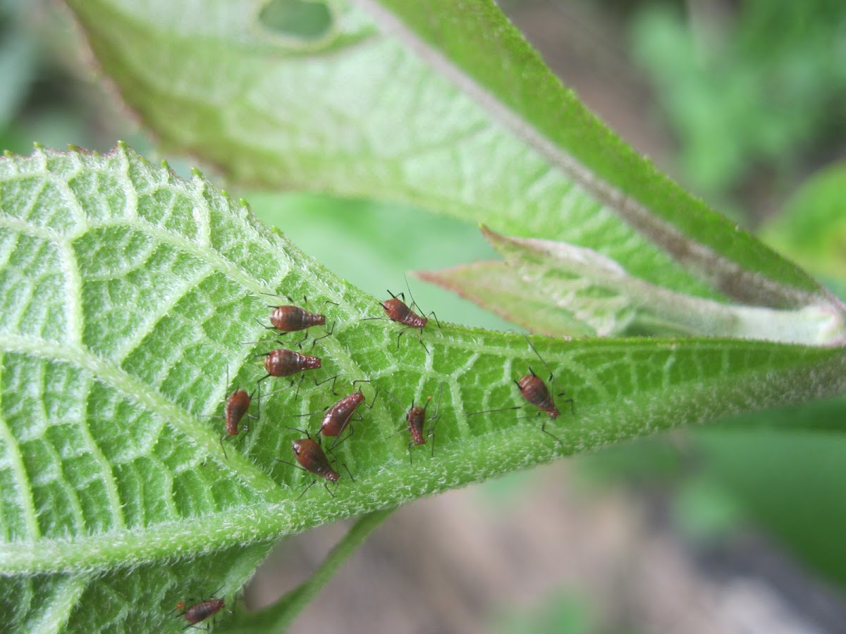 Red Aphids