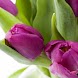 Beautiful Flowers IQ Games
