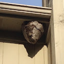 Bald-faced Hornet Hive