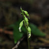 Early Coralroot Orchid