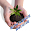 and growth hormones in plants Download on Windows