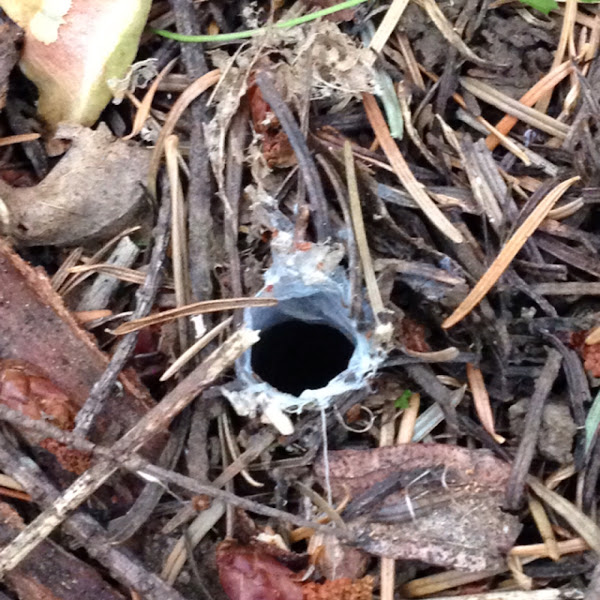 Folding door spider burrow Project Noah