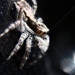 Jumping Spider by Syed Hasibul Hasan - Animals Insects & Spiders