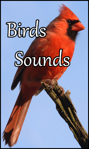 鸟声音