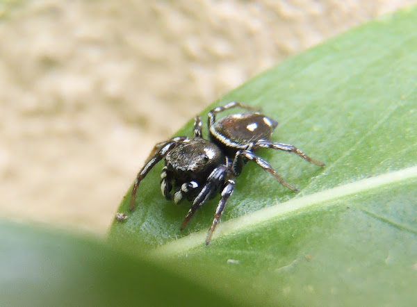 Araña saltarina. Jumping spider | Project Noah