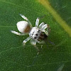 Cyclops Jumping Spider