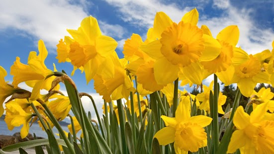Free Download Flowers & Gardens Wallpapers APK