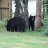 american black bear