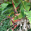 hanging heliconia