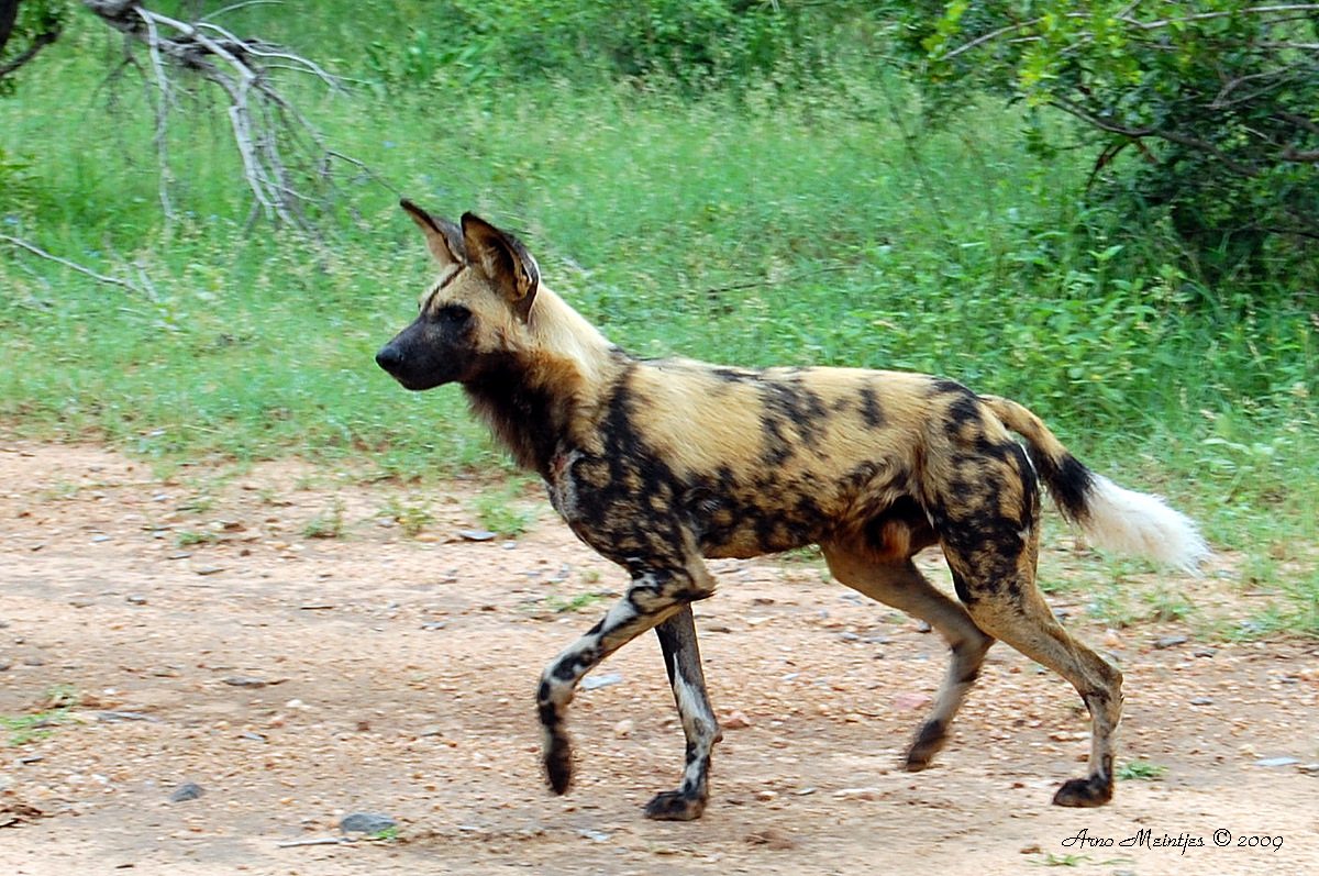 African Wild Dog - Endangered