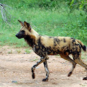 African Wild Dog - Endangered