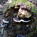 Fomitopsis