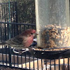 Red House Finch