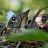 by Randy Wilkinson -  