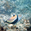 Reef Triggerfish/ humuhumunukunukuapua'a