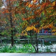 菁芳園 Tenway Garden／花園餐廳／落羽松