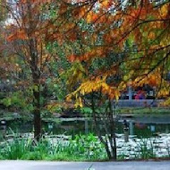 菁芳園 Tenway Garden／花園餐廳／落羽松