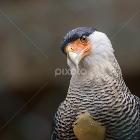 Caracara by Jean-Marc Schneider - Animals Birds