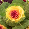 Ornamental cabbage