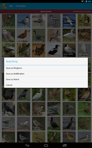 UK Birds Sounds  screenshots 15